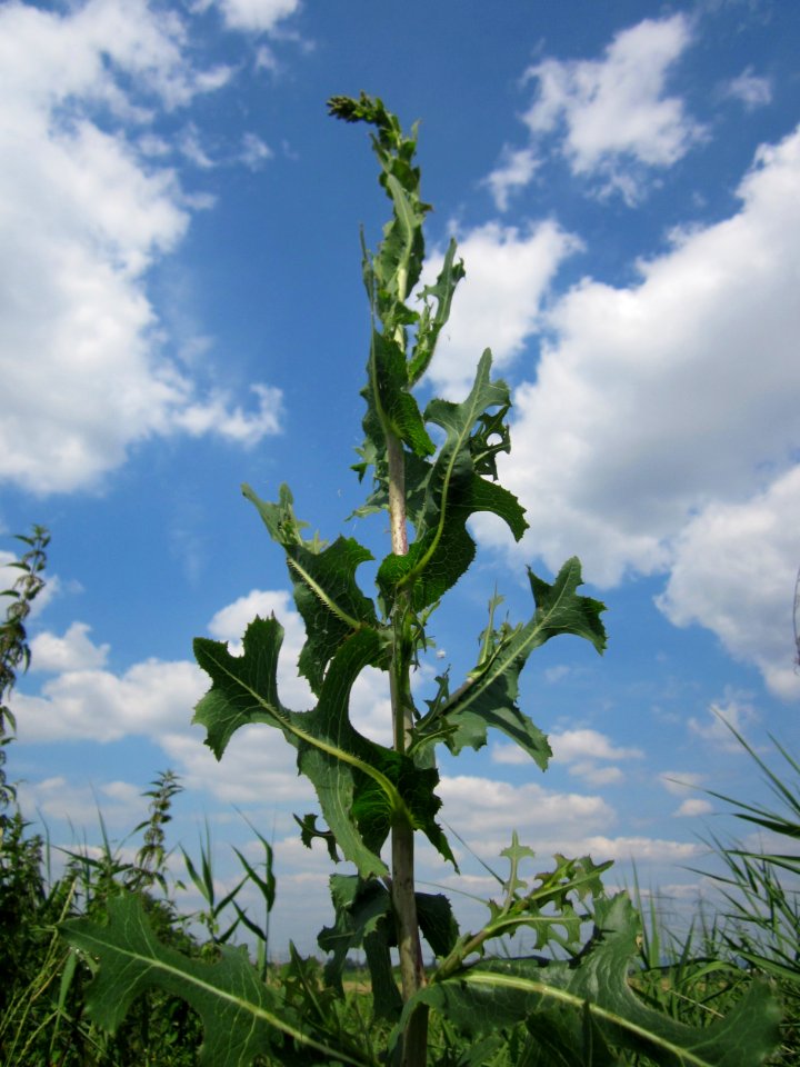 20130709Lactuca_serriola2