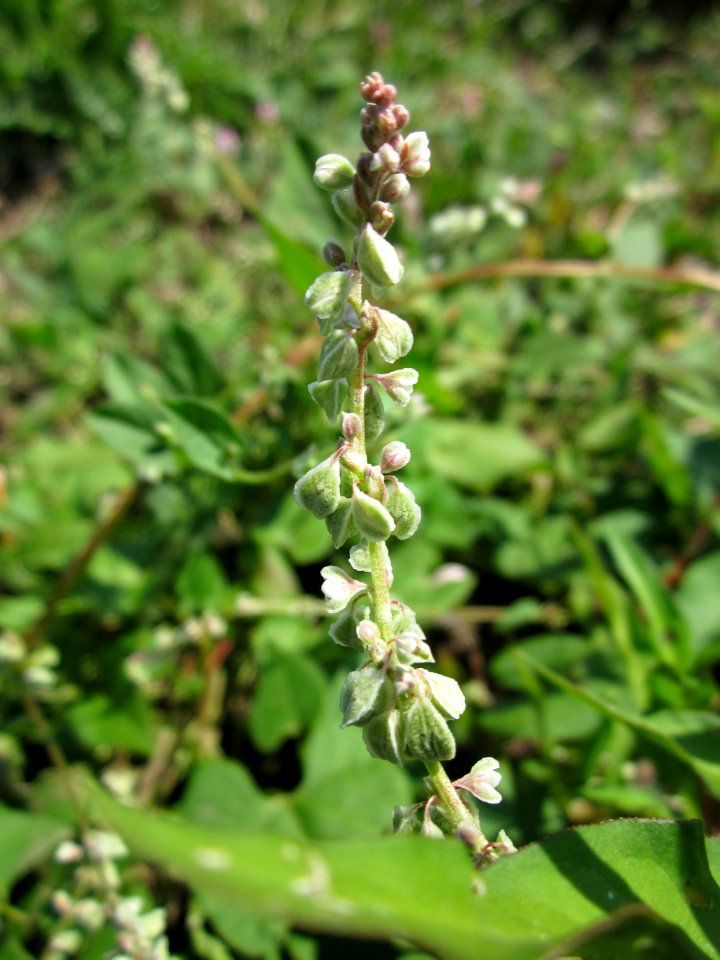 20130708Windenknoeterich_Horststuecker1