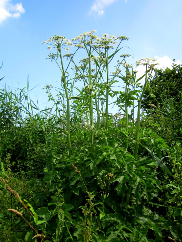 20130706Baerenklau_Hockenheim1