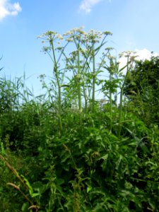 20130706Baerenklau_Hockenheim1