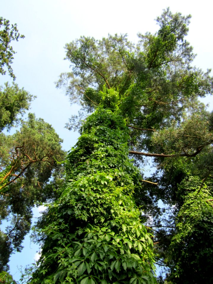 20130710Parthenocissus_inserta2