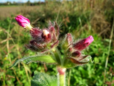 20131013Silene_dioica2