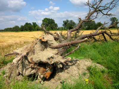 20130711Birne_Hockenheimer_Rheinbogen08