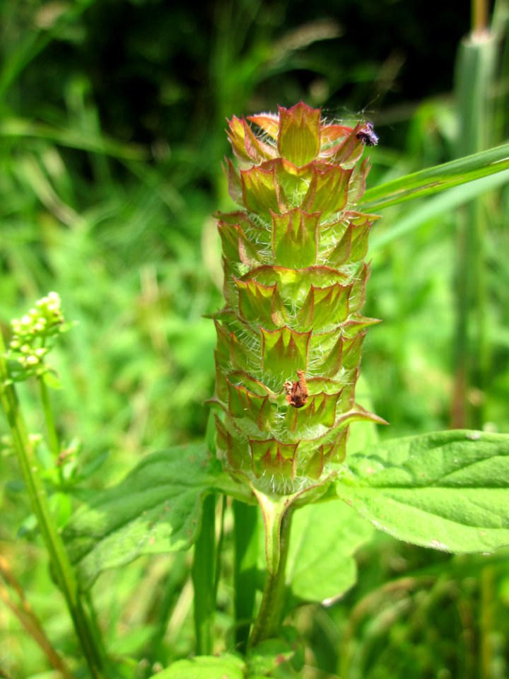 20130711Braunnelle_Oder2