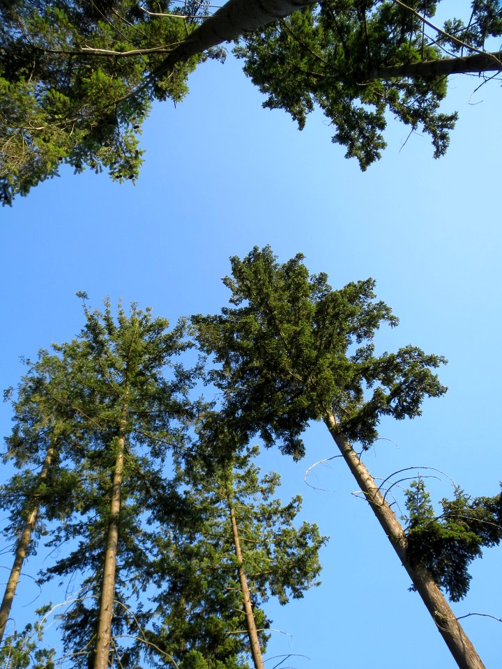 20130821Douglasie21