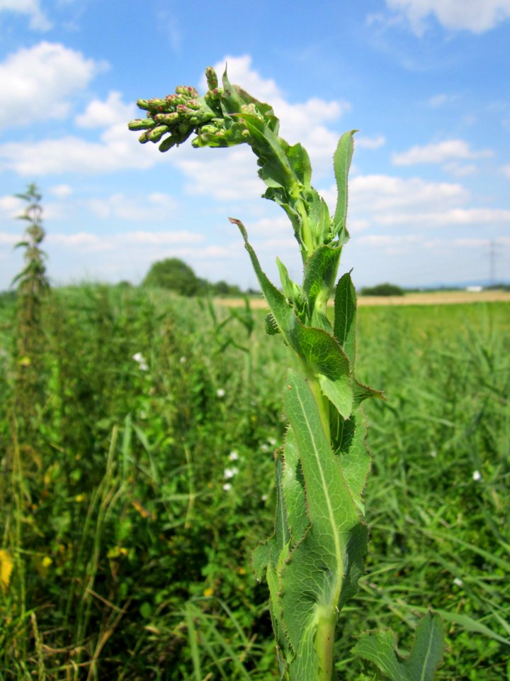 20130709Lactuca_serriola1