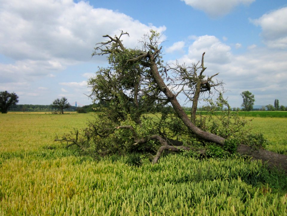 20130711Birne_Hockenheimer_Rheinbogen15