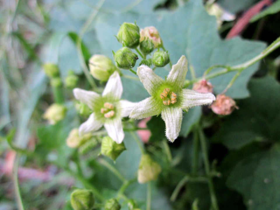 20130709Bryonia_dioica7