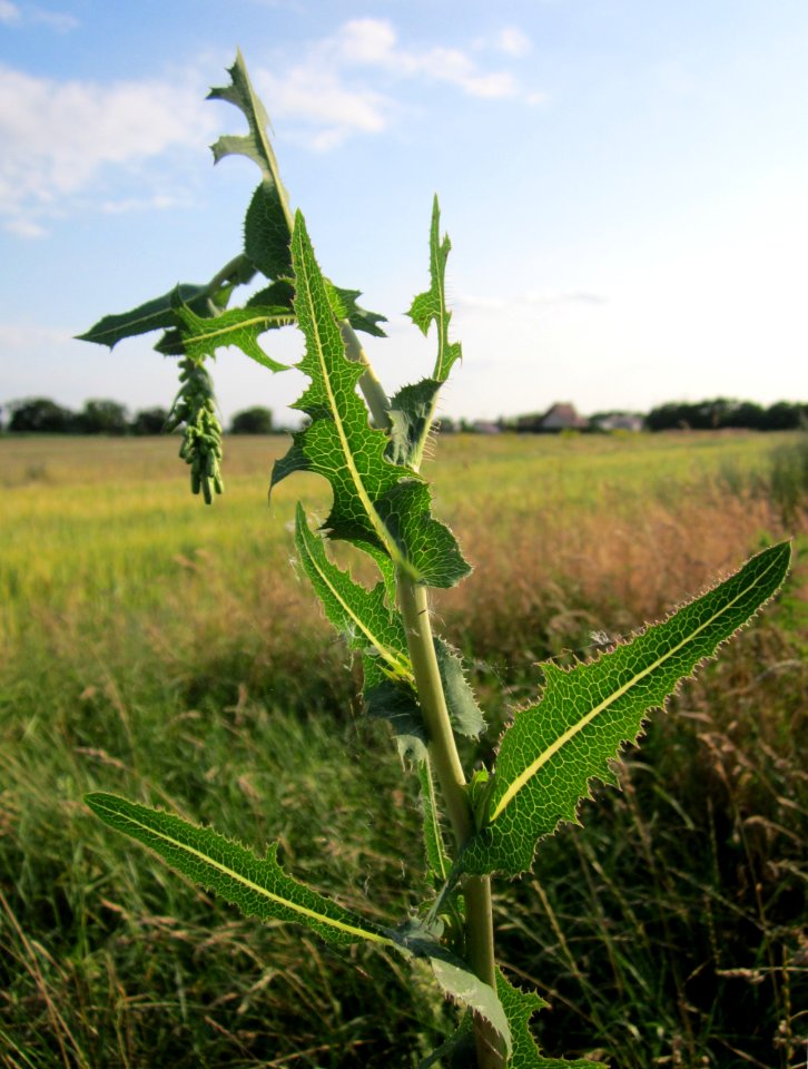 20130711Lactuca_serriola2