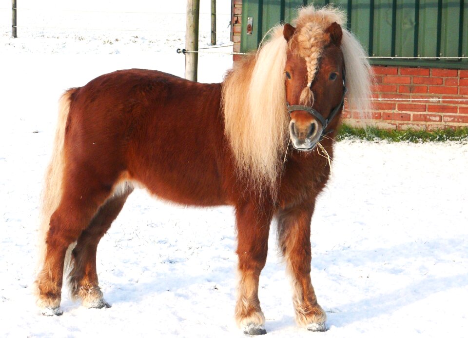 Snow landscape stallion