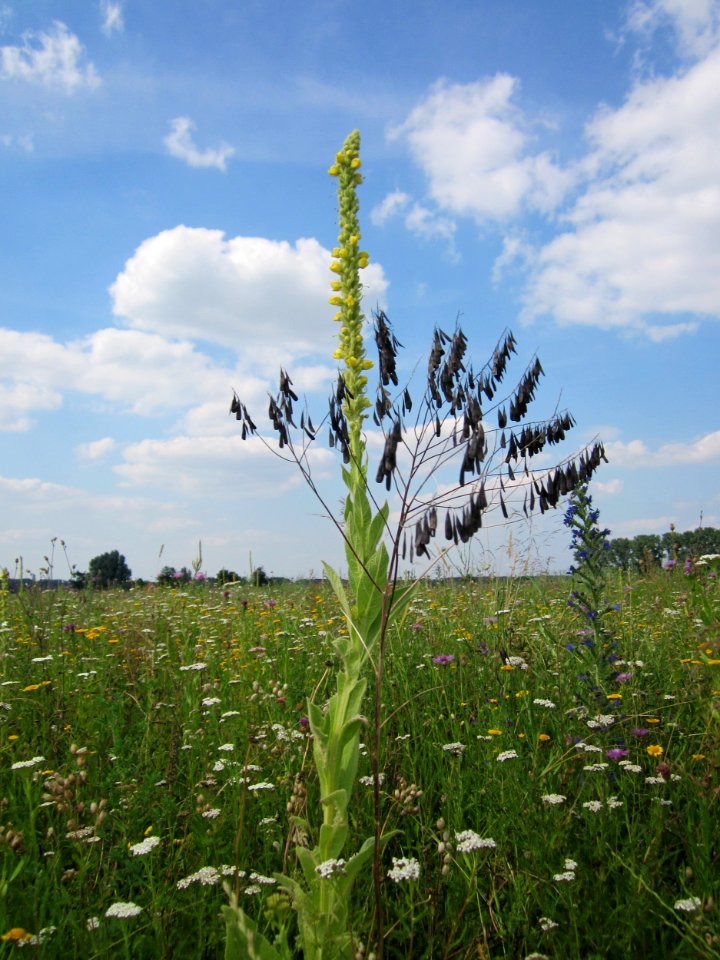 20130709Koenigskerze_Hockenheim3