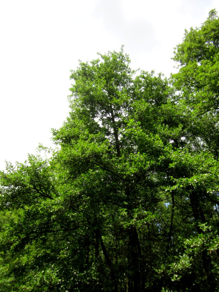 20130711Grauerle_Marlach3