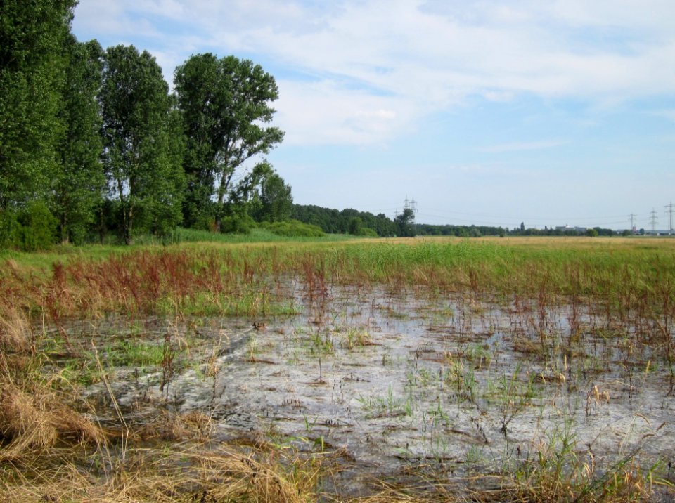 20130709Wiese_Karl-Ludwig-See2