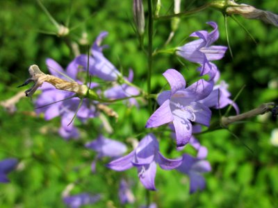 20130709Glockenblume_Hockenheim1