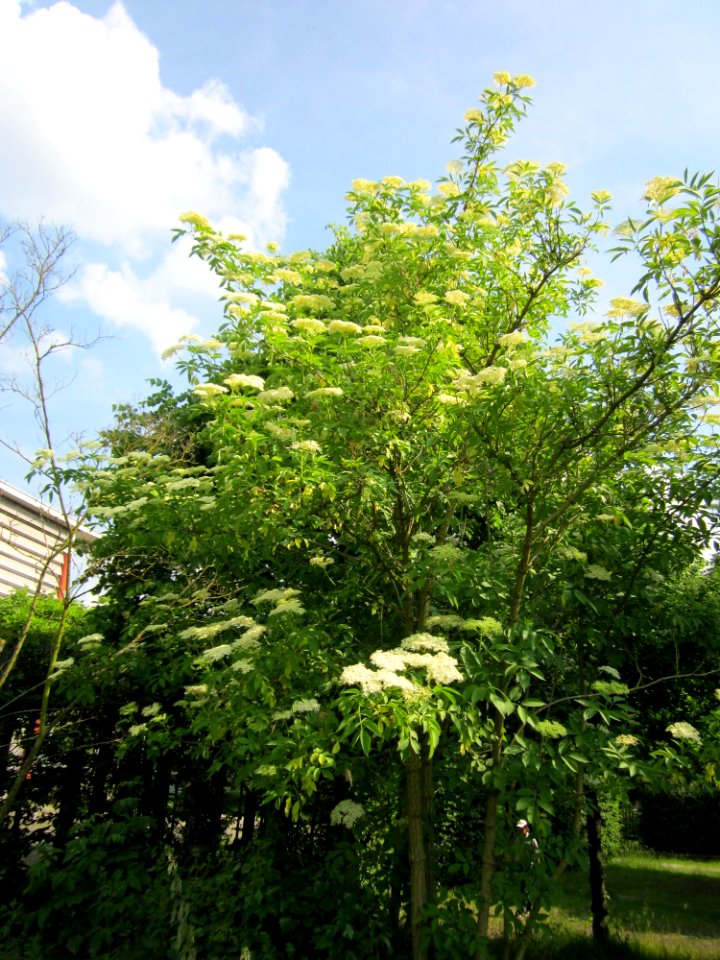 20130608Sambucus_nigra1
