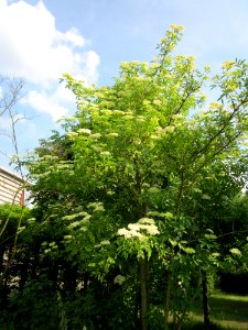 20130608Sambucus_nigra1