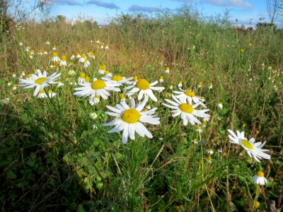 20131013Tripleurospermum_inodorum