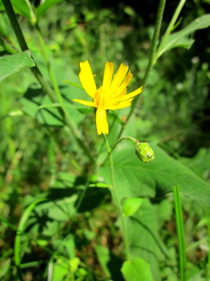 20130710Habichtskraut_Schwetzinger_Hardt2