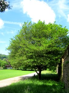 20130613Carpinus_betulus_quercifolia_Staden2