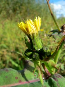 20131013Sonchus_asper4