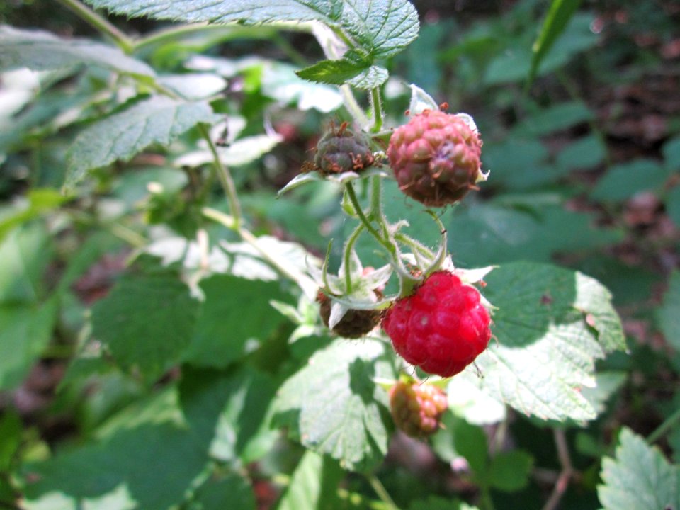 20130710Himbeere_Schwetzinger_Hardt3