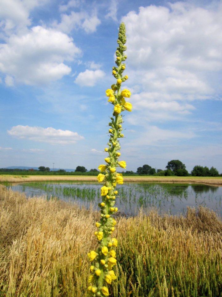 20130709Koenigskerze_Weizen_Hockenheimer_Rheinbogen2