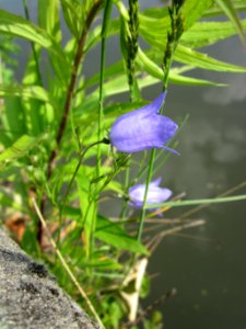 20130608Campanula_rapunculus1