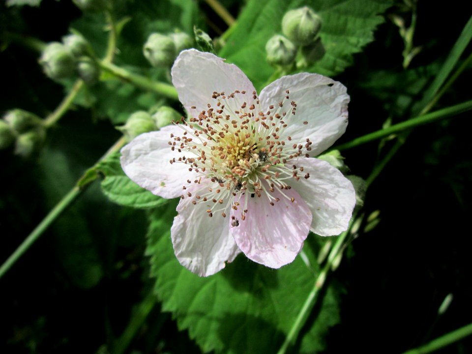 20130615Brombeere_Hockenheim