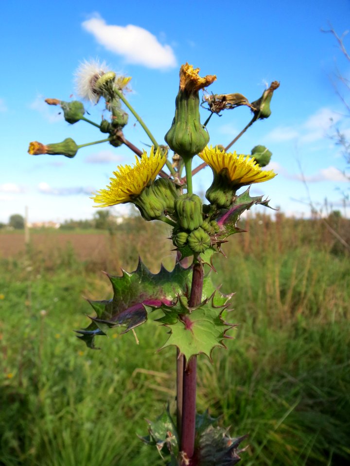 20131013Sonchus_asper1