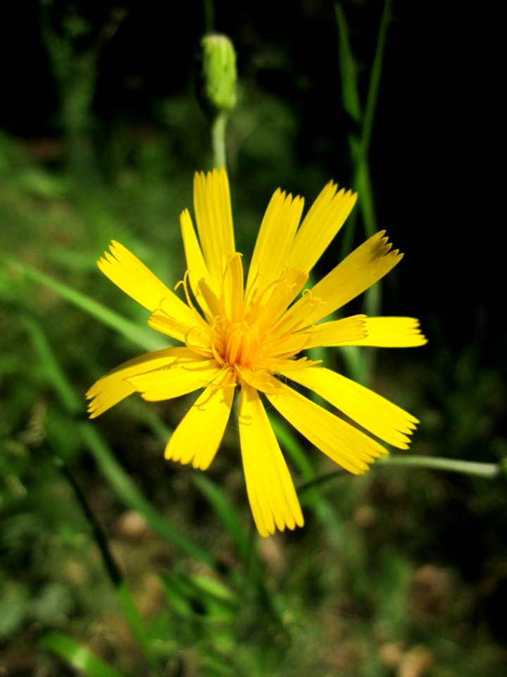 20130710Habichtskraut_Schwetzinger_Hardt3