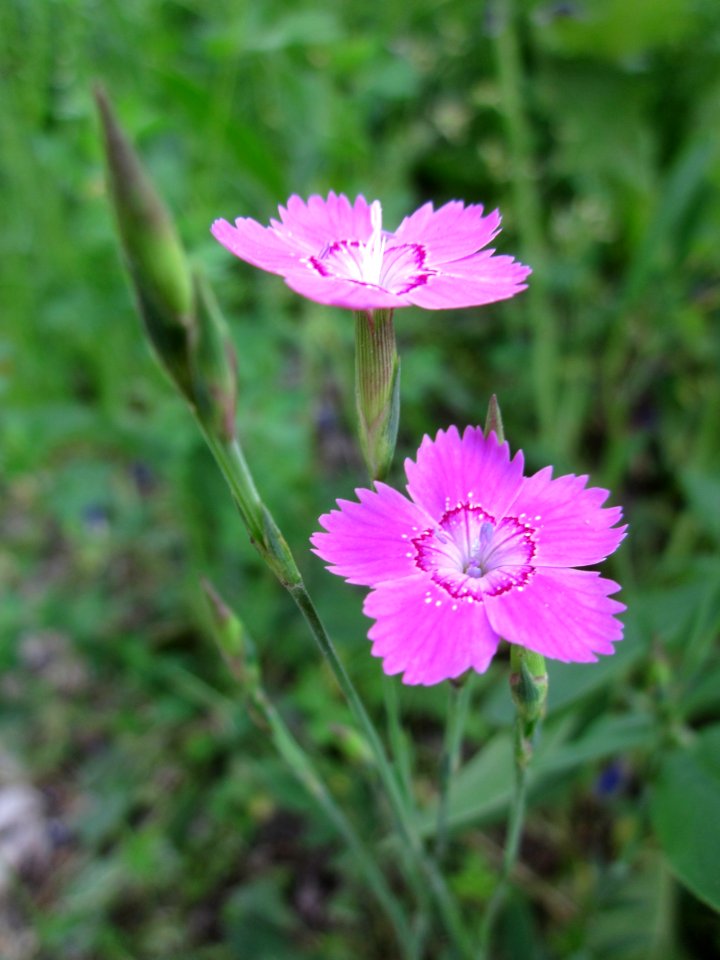 20130608Dianthus_deltoides1