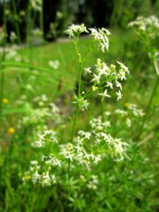 20130608Galium_mollugo