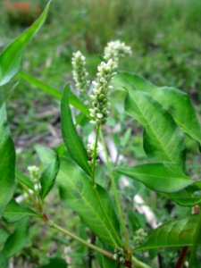 20130708Ampfer-Knoeterich_Horststuecker6