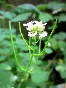 20130608Alliaria_petiolata
