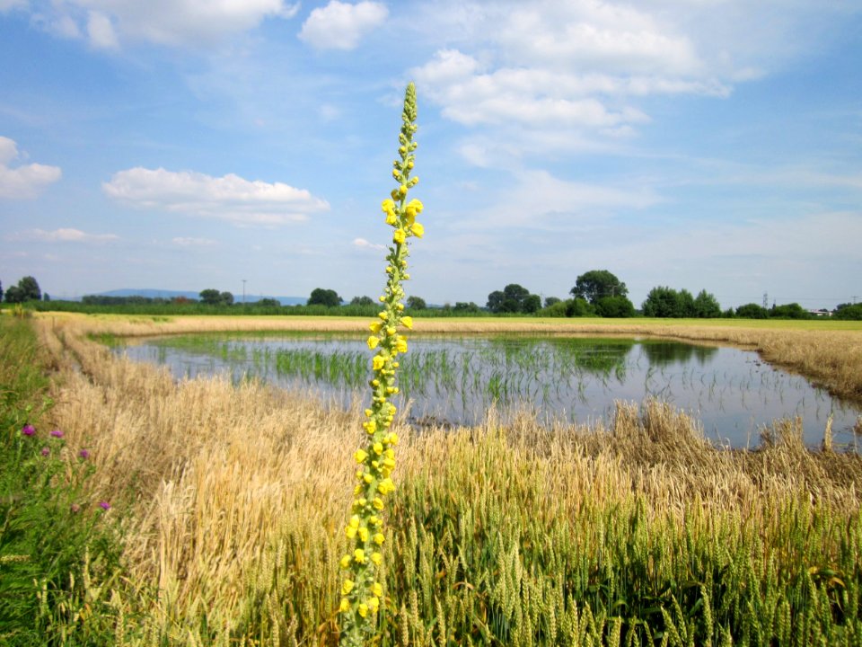20130709Koenigskerze_Weizen_Hockenheimer_Rheinbogen1