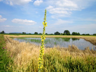 20130709Koenigskerze_Weizen_Hockenheimer_Rheinbogen1