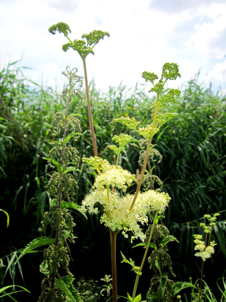 20130709Maedesuess_Hockenheim4
