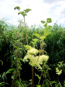 20130709Maedesuess_Hockenheim4