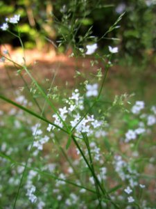 20130710Schwetzinger_Hardt3