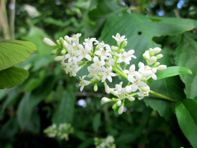 20130615Liguster_Hockenheim4