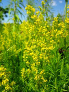 20130708Galium_verum3