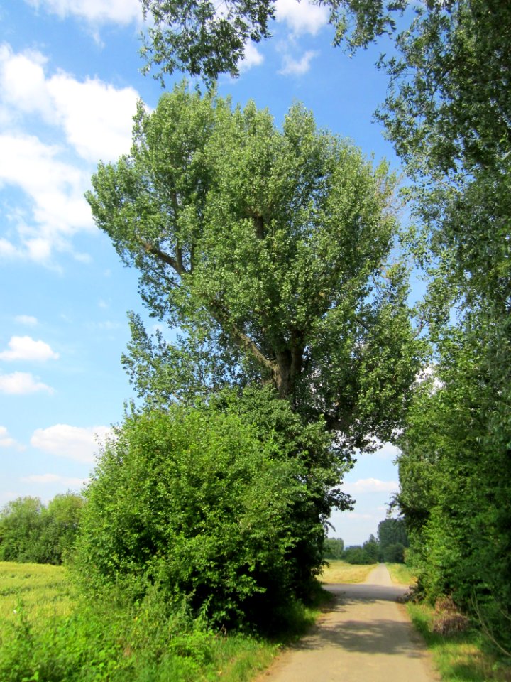 20130709Pappel_Hockenheimer_Rheinbogen