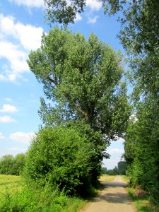 20130709Pappel_Hockenheimer_Rheinbogen