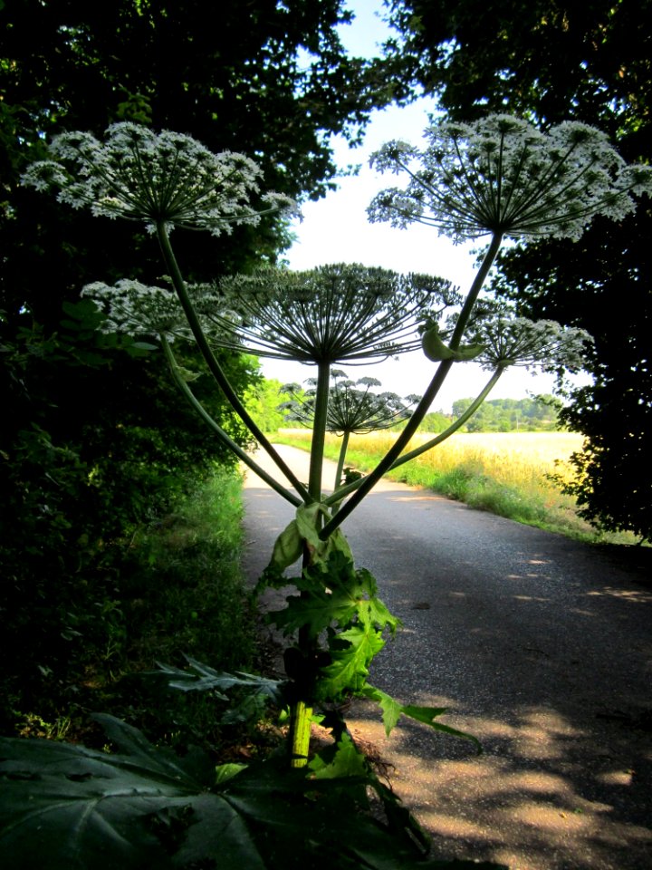 20130706Heracleum_mantegazzianum1