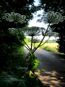 20130706Heracleum_mantegazzianum1