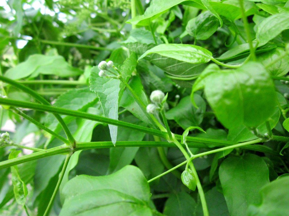 20130615Clematis_vitalba1