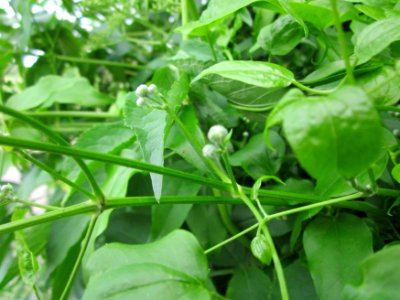 20130615Clematis_vitalba1