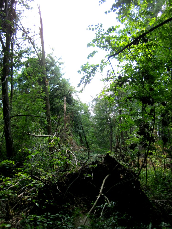 20130708Sturmschaden_Marlach2