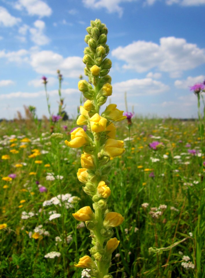 20130709Koenigskerze_Hockenheim2
