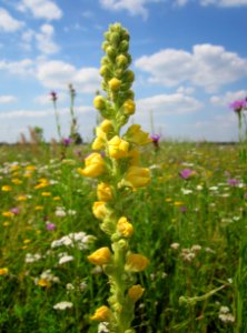 20130709Koenigskerze_Hockenheim2